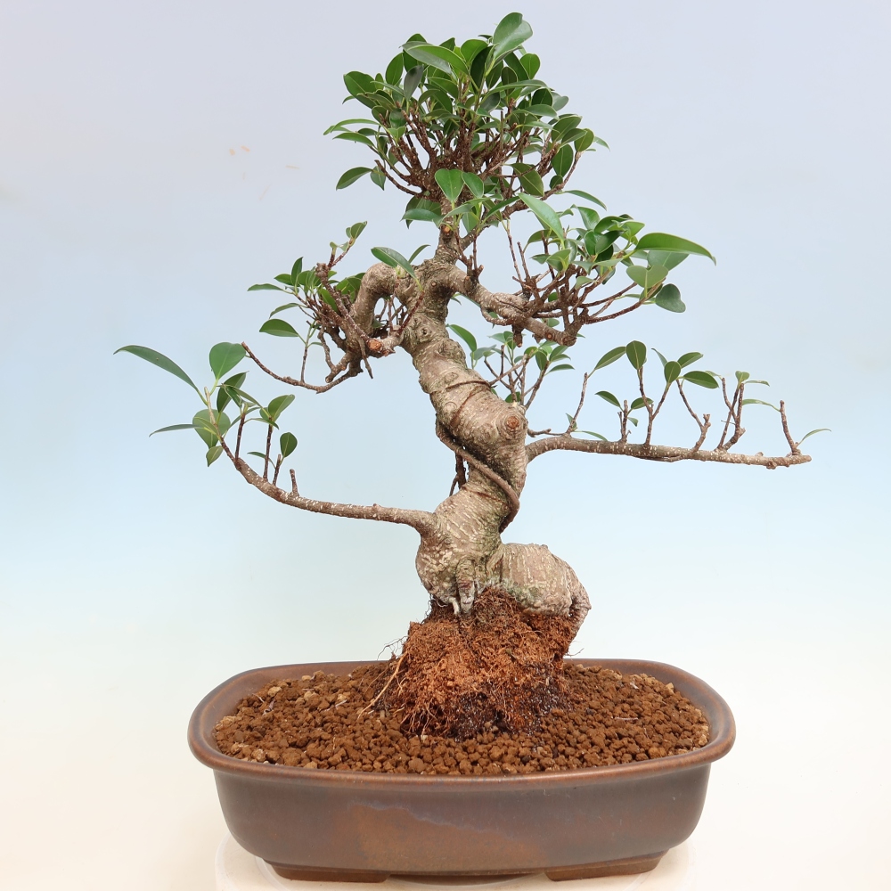 Kamerbonsai - Ficus kimmen - kleinbladige ficus