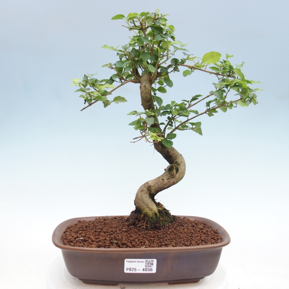 Kamerbonsai -Ligustrum chinensis - Vogelsnavel