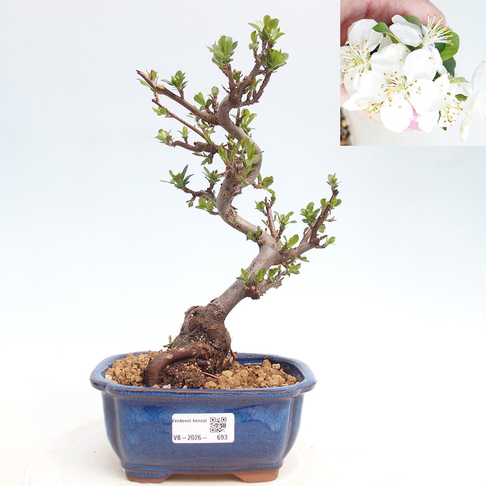 Bonsai voor buiten - Malus sargentii - Appelboom met kleine vruchten