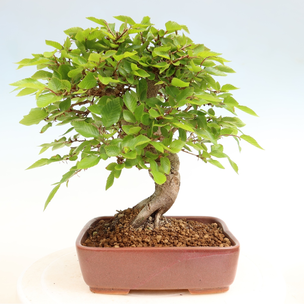 Bonsai voor buiten -Carpinus Coreana - Koreaanse haagbeuk