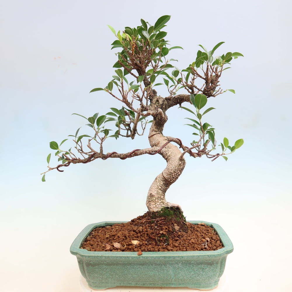 Kamerbonsai - Ficus kimmen - kleinbladige ficus