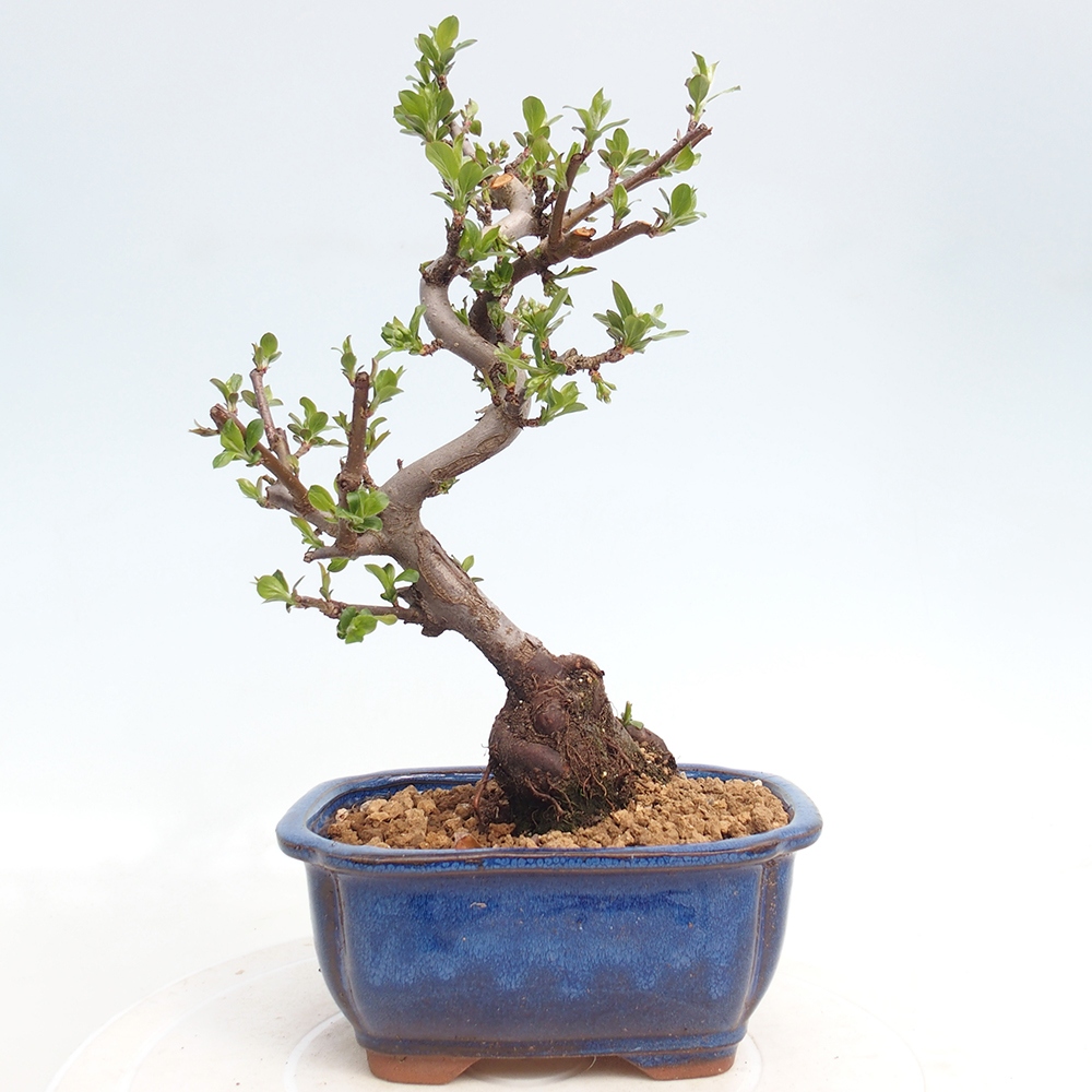 Bonsai voor buiten - Malus sargentii - Appelboom met kleine vruchten
