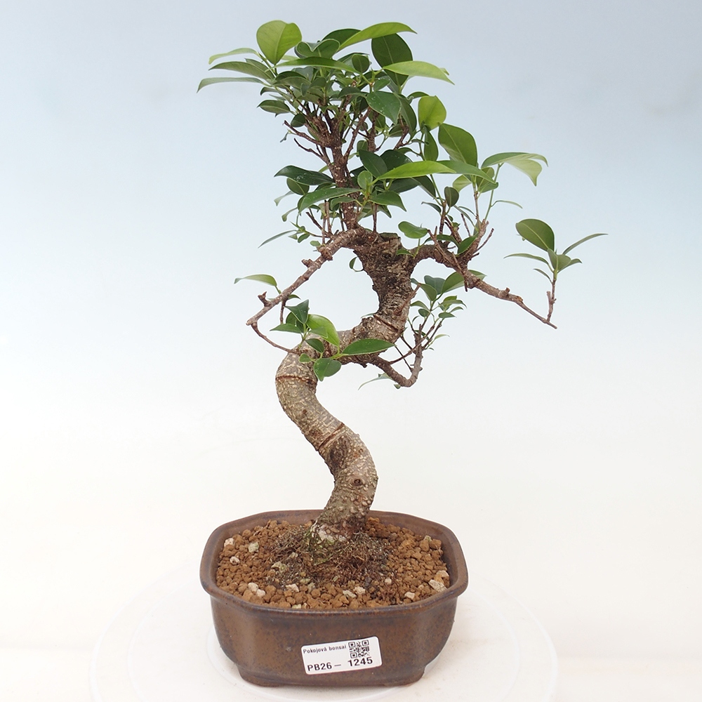 Kamerbonsai - Ficus retusa - kleinbladige ficus