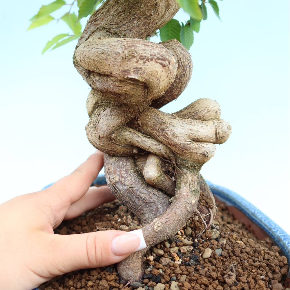 Bonsai voor buiten -Carpinus Coreana - Koreaanse haagbeuk