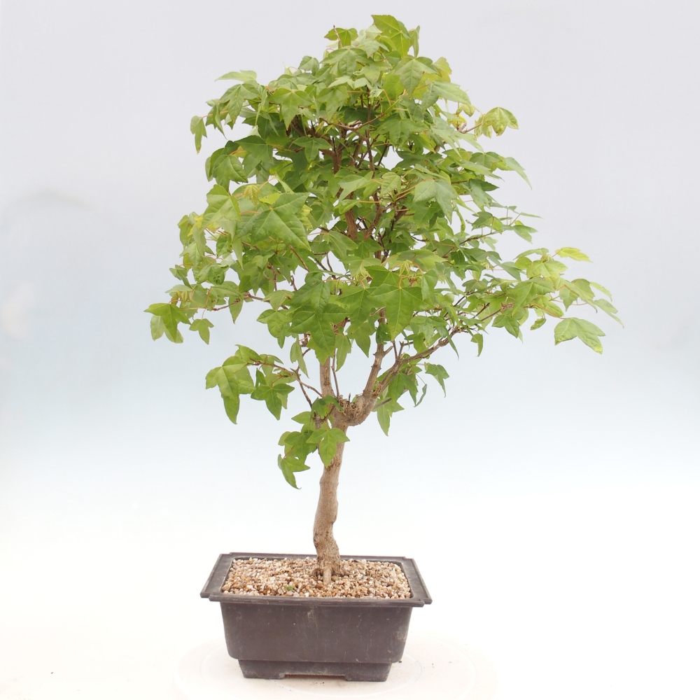 Bonsai voor buiten - Acer Buergerianum - Burgeresdoorn