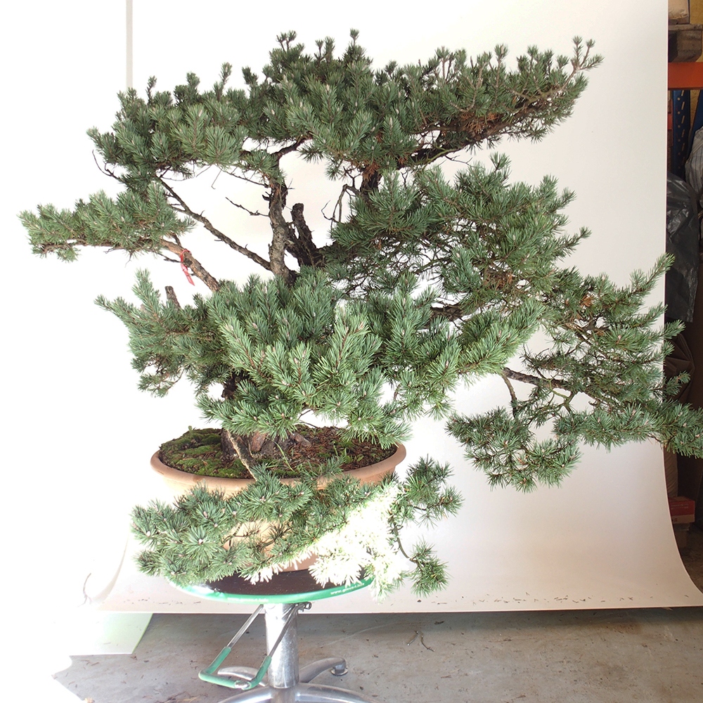 Yamadori - Pinus sylvestris Spanje