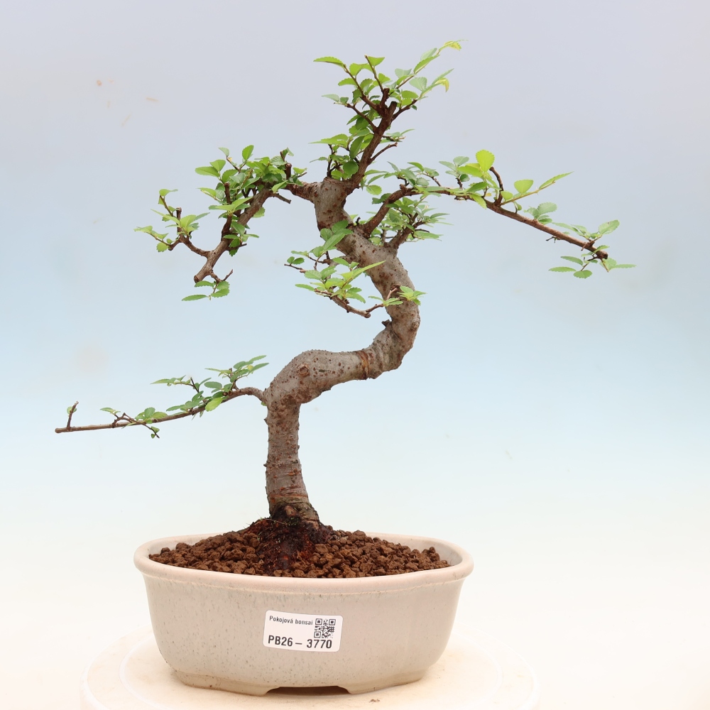 Kamerbonsai - Ulmus parvifolia - Winteriep
