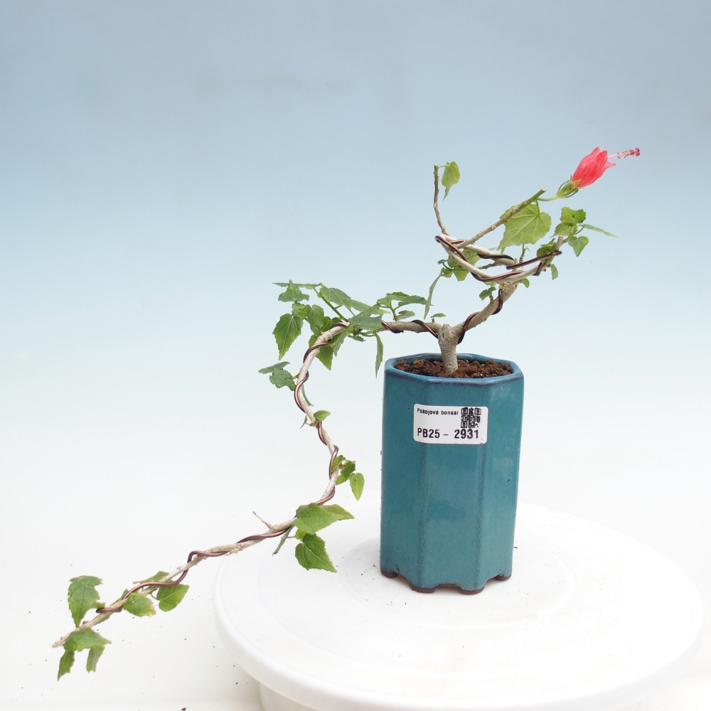 Bonsai voor binnen - Malvaviscus arboreus