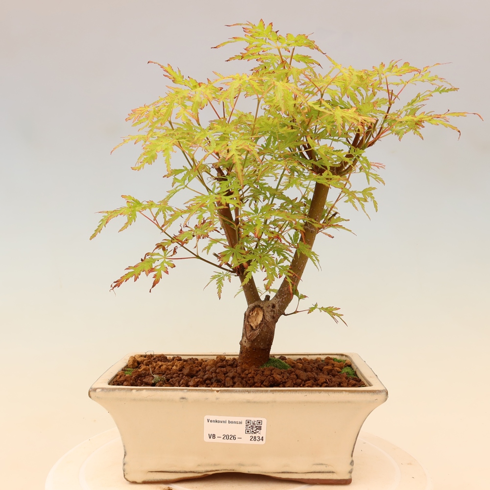 Bonsai voor buiten - Acer palmatum Dissectum