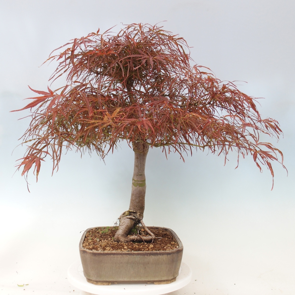 Bonsai voor buiten - Acer palmatum RED PYGMY