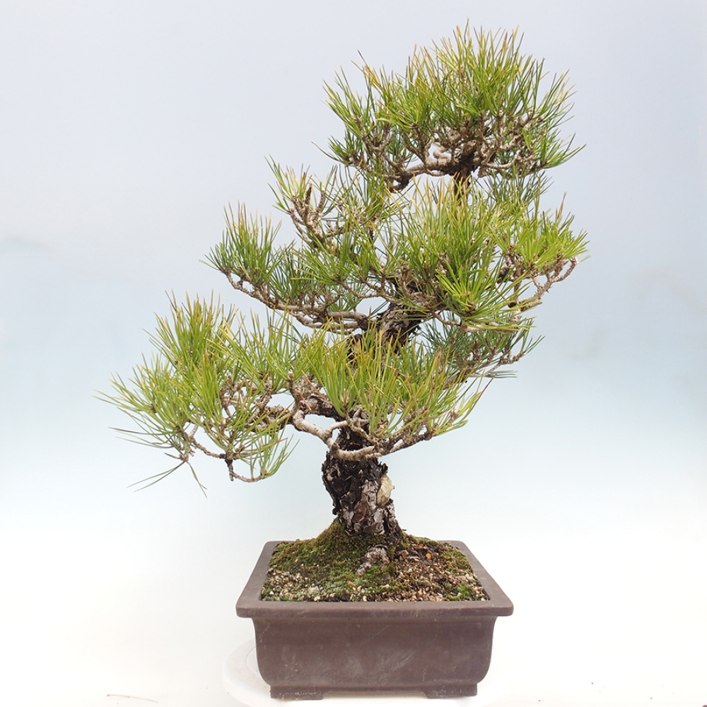Bonsai voor buiten - Pinus thunbergii - Thunberg den