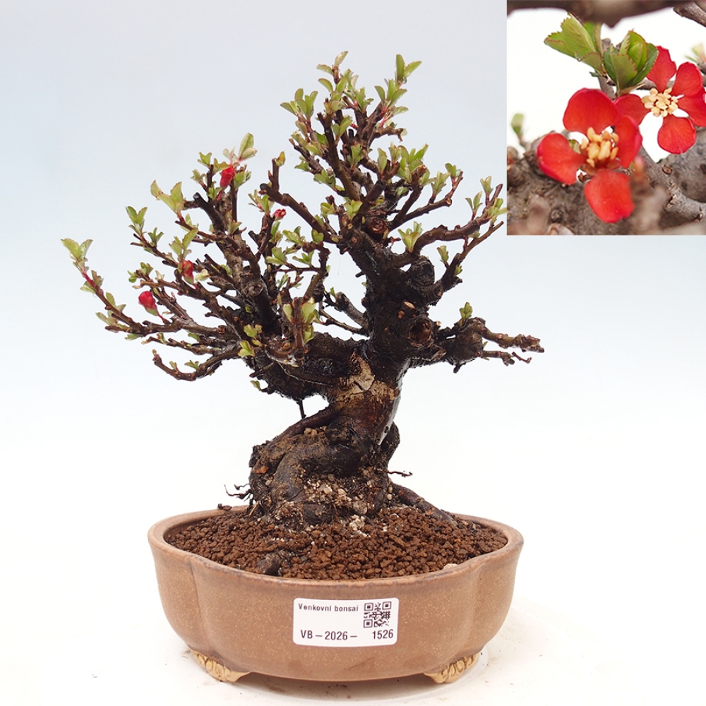 Bonsai voor buiten - Chaneomeles speciosa - Kweepeer