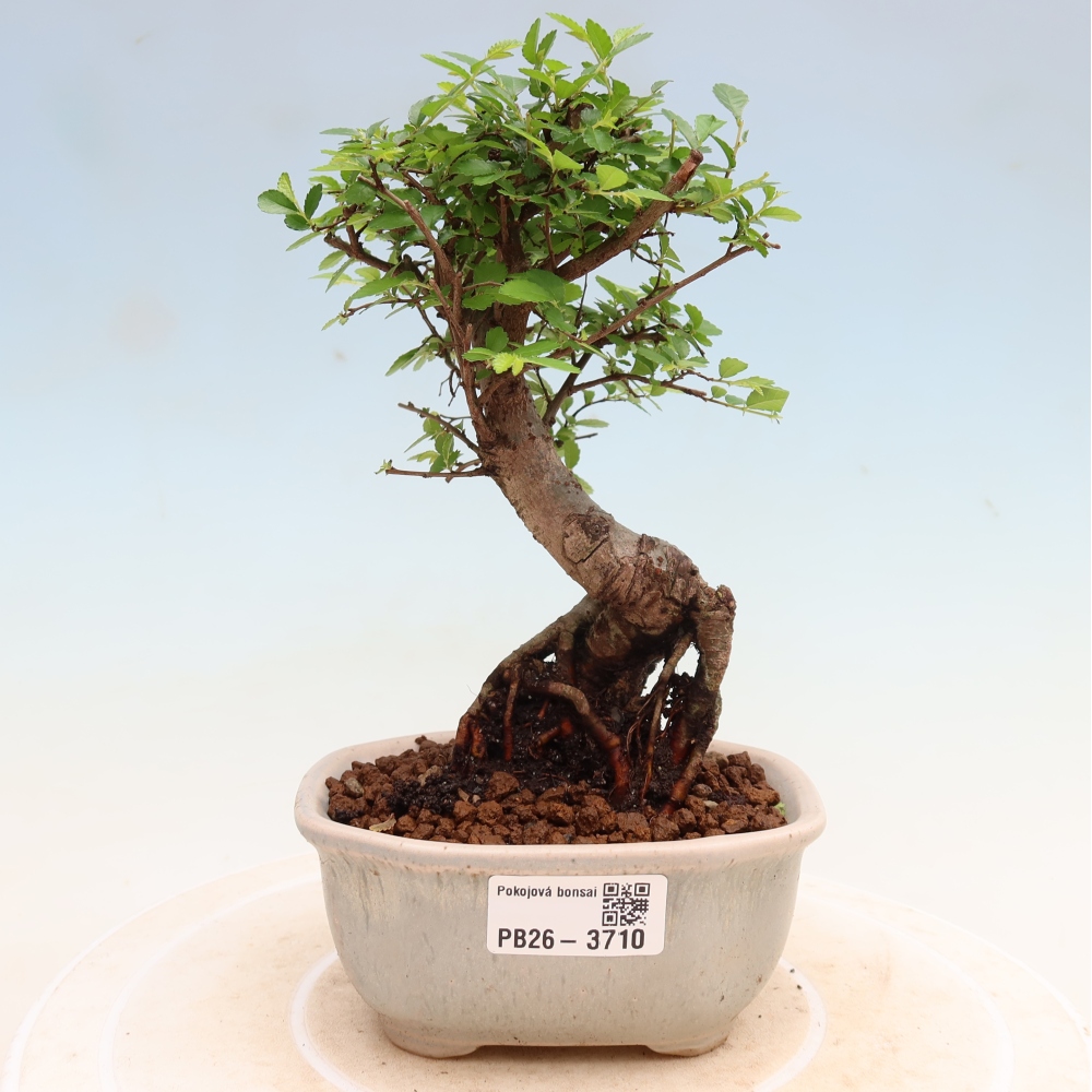 Kamerbonsai - Ulmus parvifolia - Winteriep