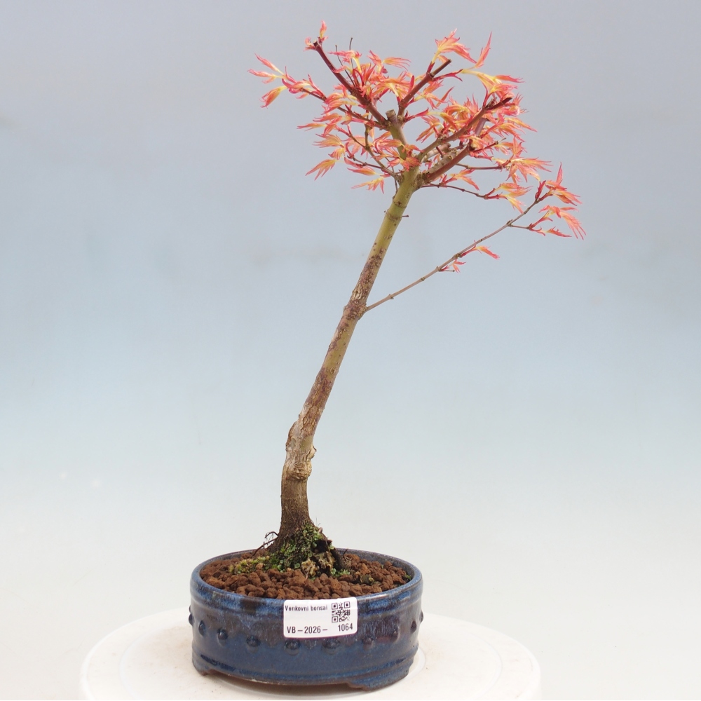 Noorse esdoorn - Acer palmatum Beni Tsukasa