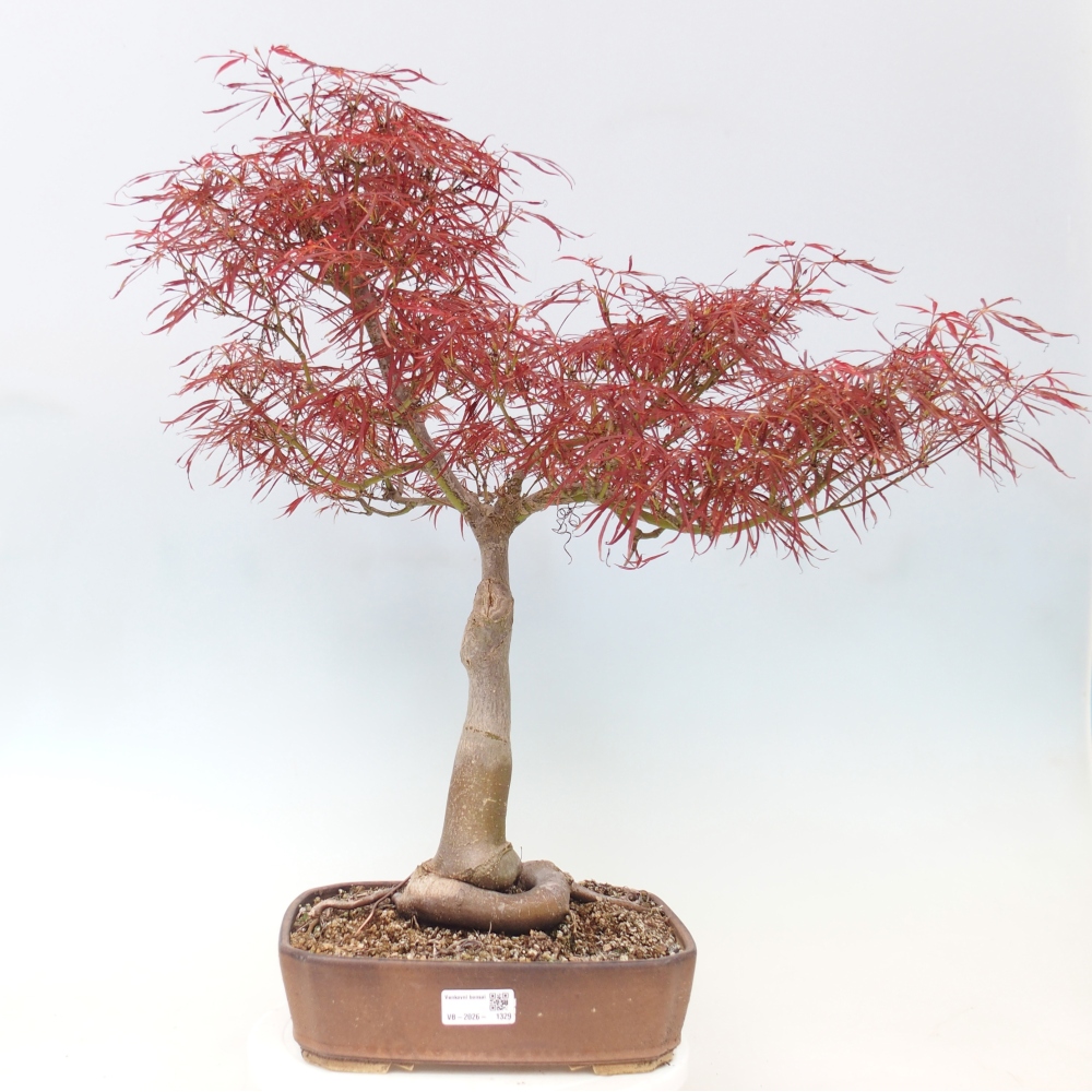 Bonsai voor buiten - Acer palmatum RED PYGMY