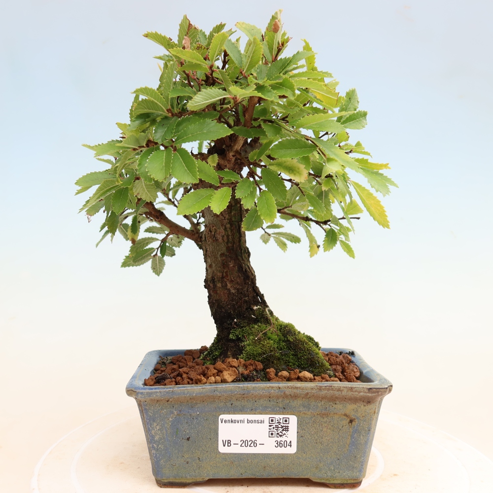 Bonsai voor buiten - Zelkova - Zelkova NIRE