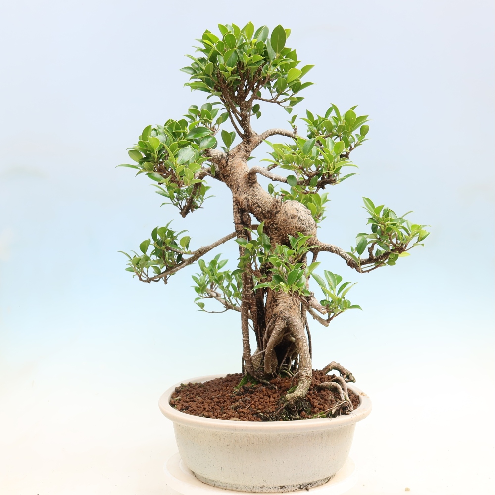 Kamerbonsai - Ficus kimmen - kleinbladige ficus