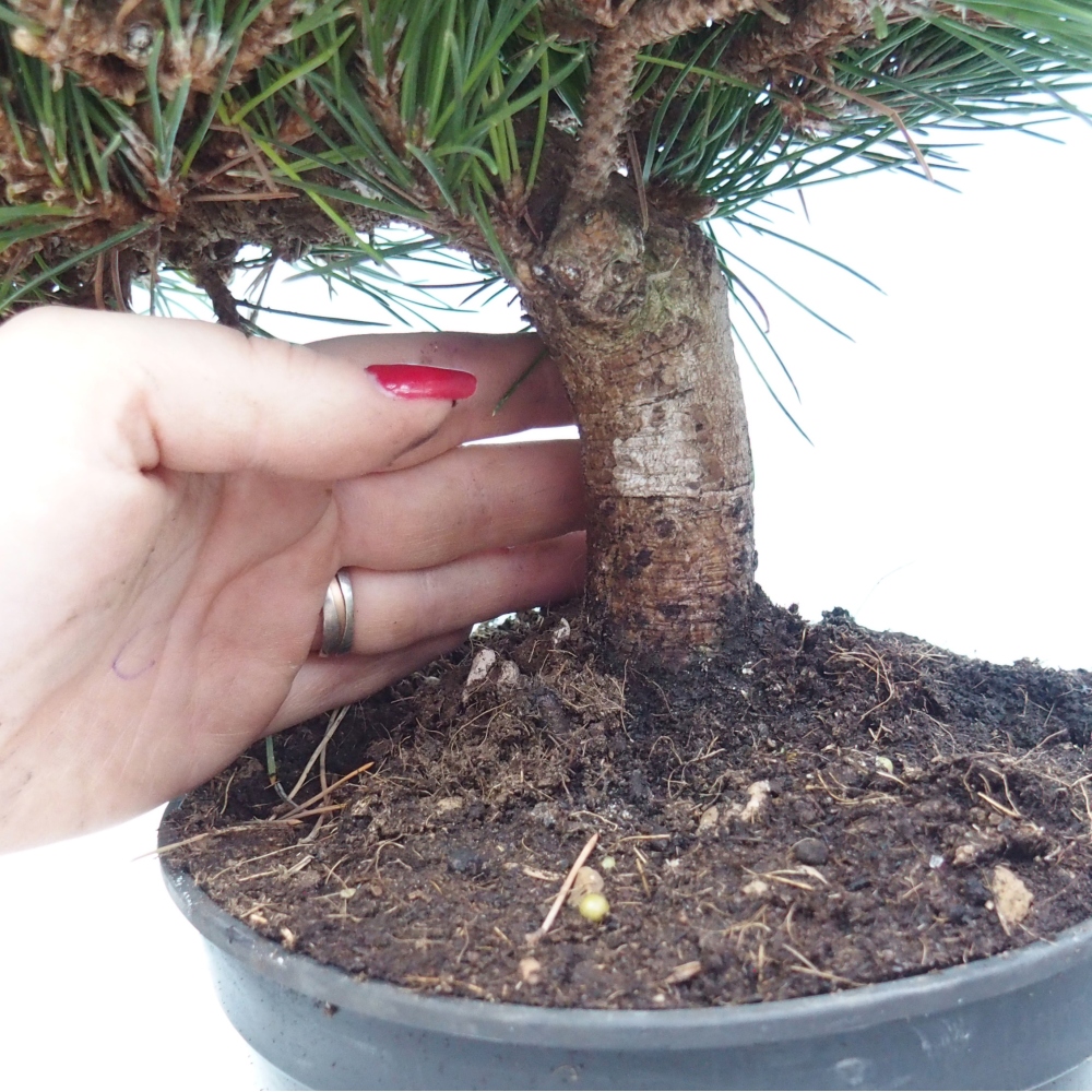 Bonsai voor buiten - Pinus thunbergii senjyumaru - Thunberg den