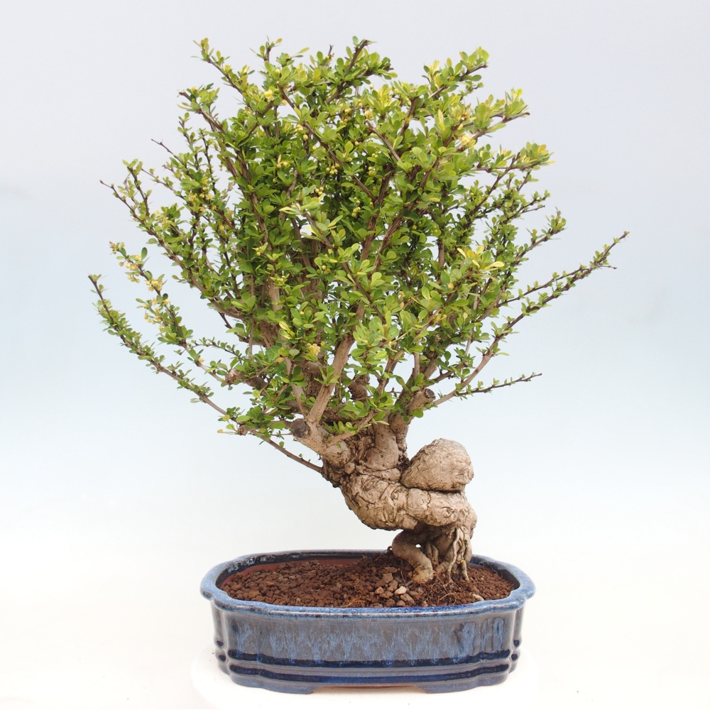 Bonsai voor buiten - Berberis coreana