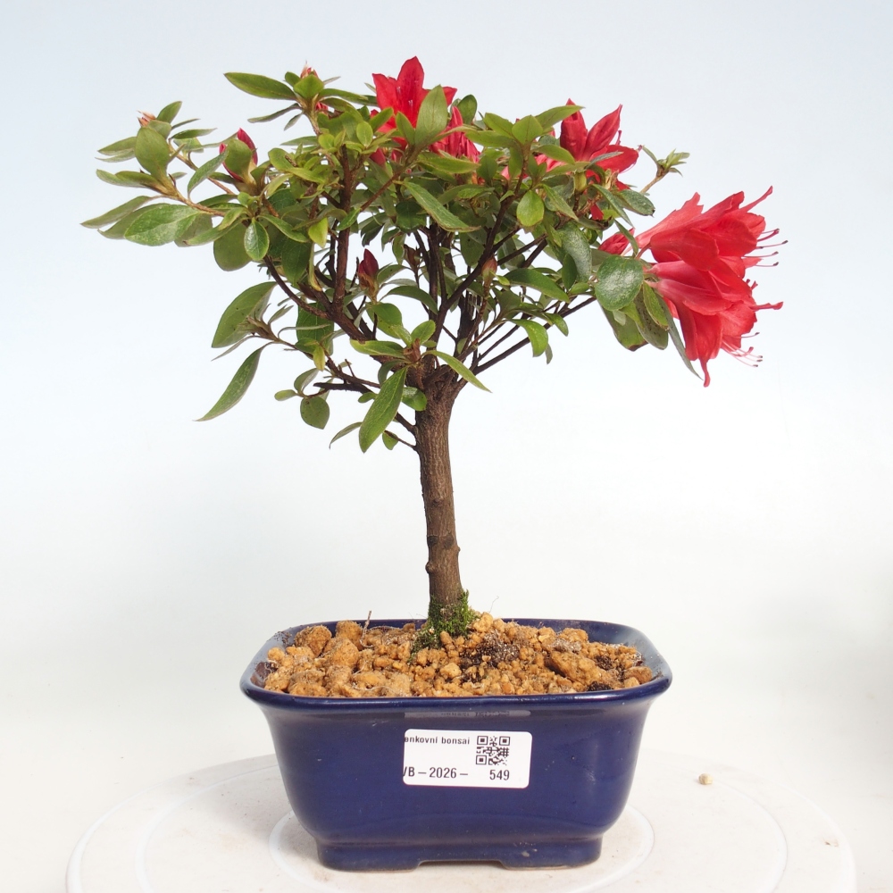 Bonsai voor buiten - Japanse azalea - Azalea sp.