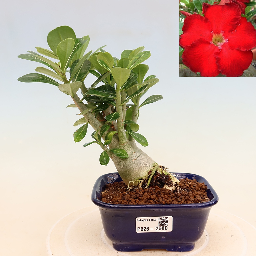 Kamerbonsai - Adenium obesum Red Star - Woestijnroos