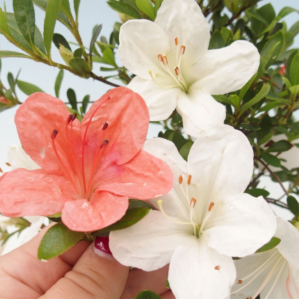 Bonsai voor buiten - Japanse azalea - Azalea Matsunami
