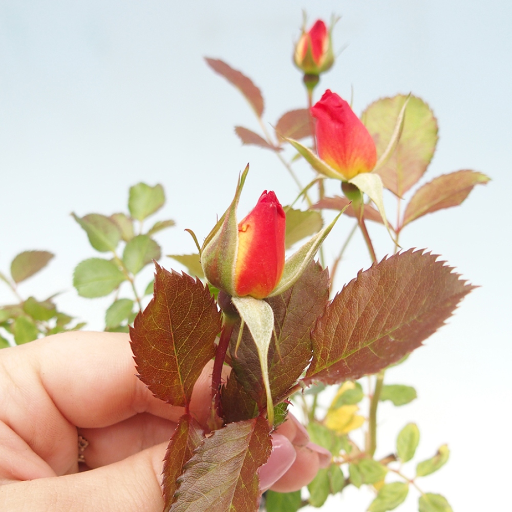 Bonsai voor buiten - Rosa Kordes - roos