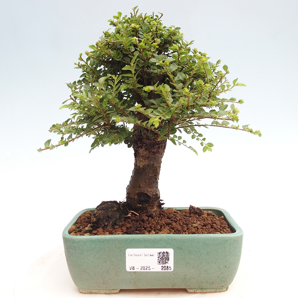 Bonsai voor buiten - Ulmus parvifolia Hokkaido - Chinese iep