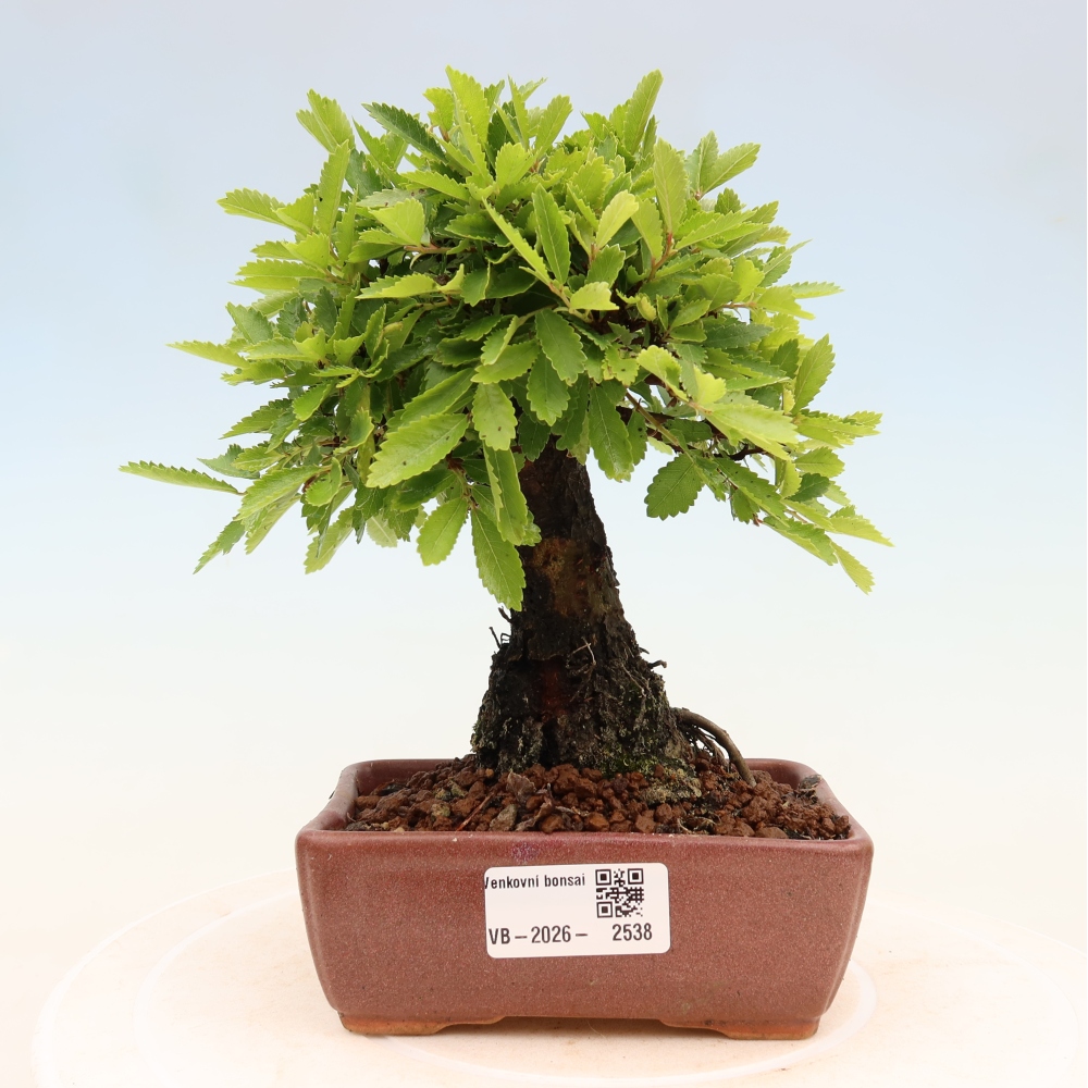 Bonsai voor buiten - Zelkova - Zelkova NIRE