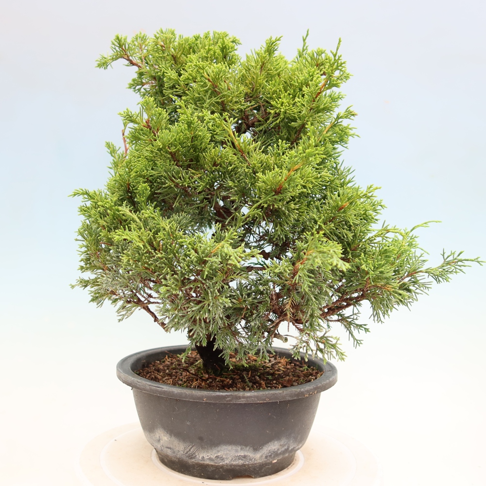 Bonsai voor buiten - Juniperus chinensis Itoigawa-Juniperus chinensis