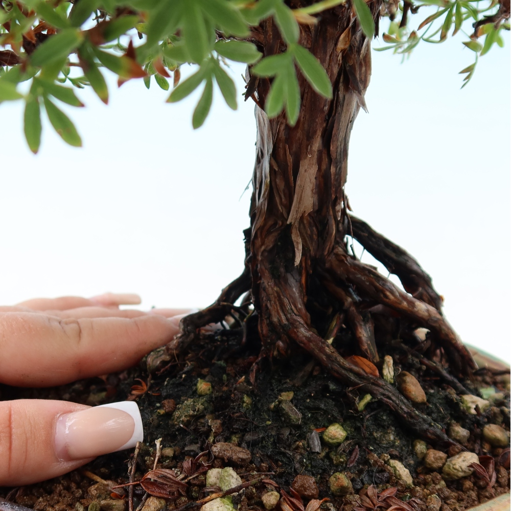 Bonsai voor buiten - Potentila fruticosa