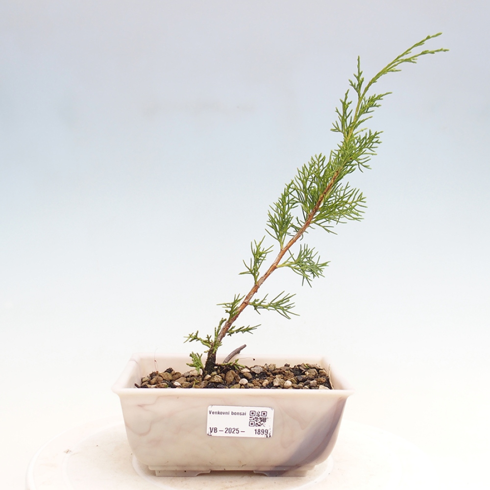 Bonsai voor buiten - Juniperus chinensis Itoigawa