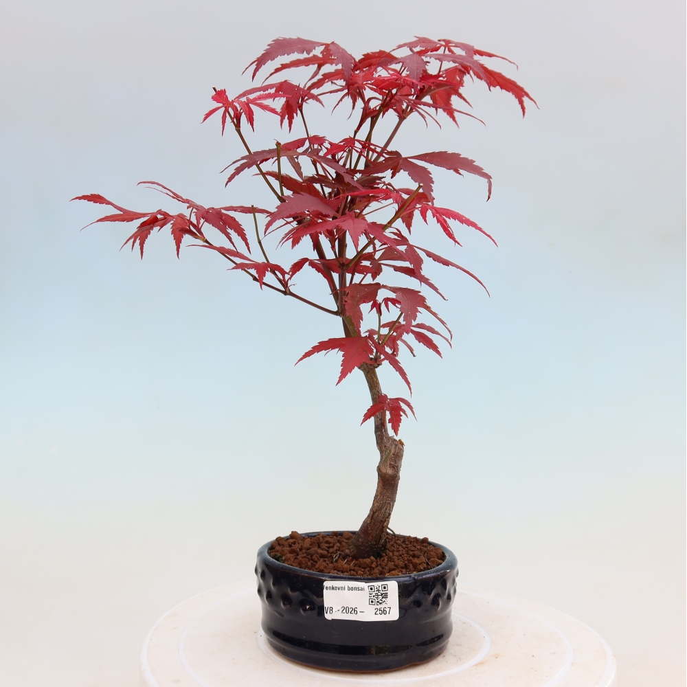 Bonsai voor buiten - Acer palm. Atropurpureum-Javorpalm