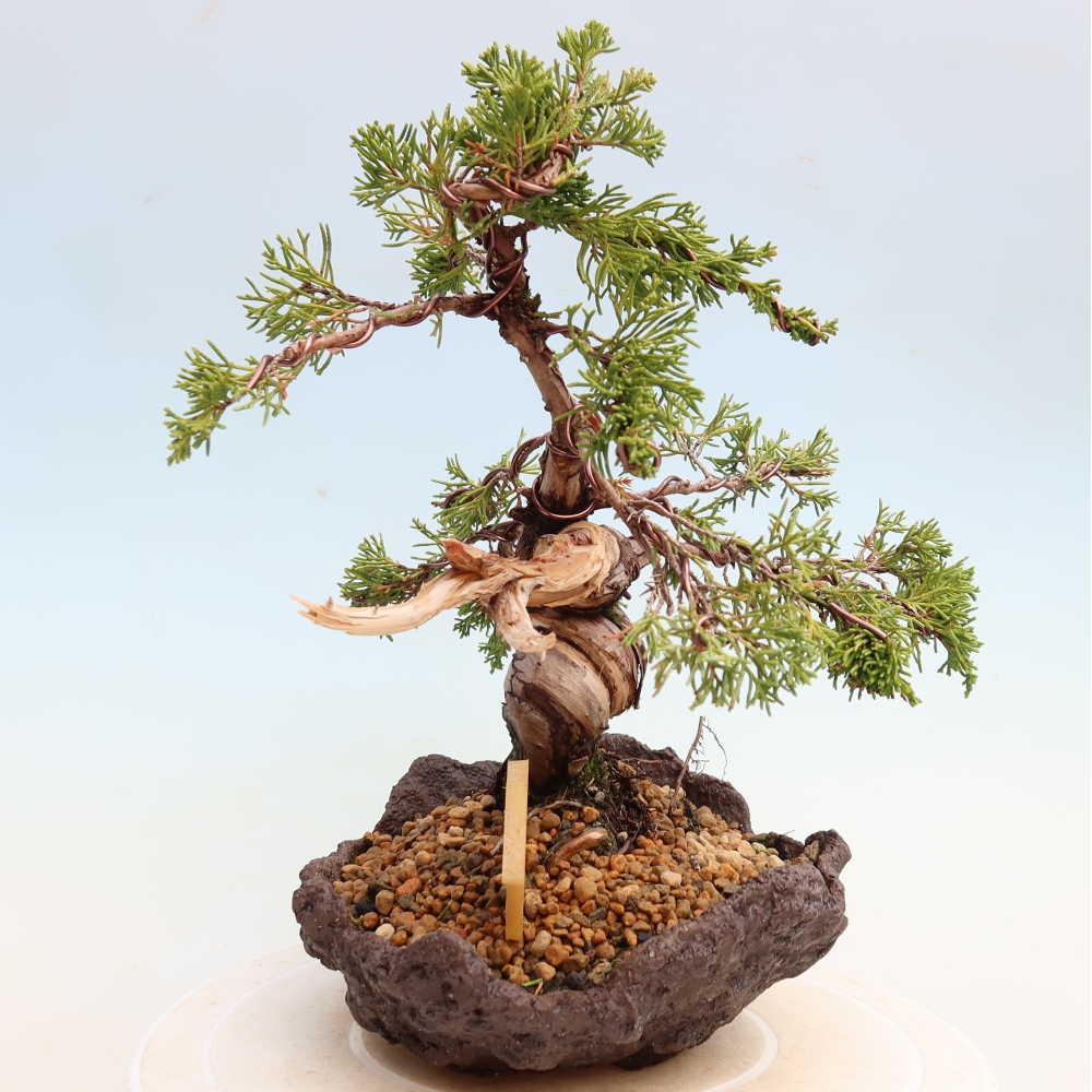 Bonsai voor buiten - Juniperus chinensis Itoigawa-Juniperus chinensis