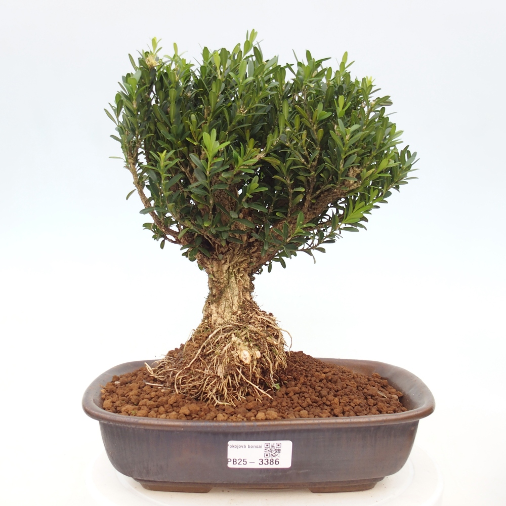 Kamerbonsai - Buxus harlandii - kurk buxus