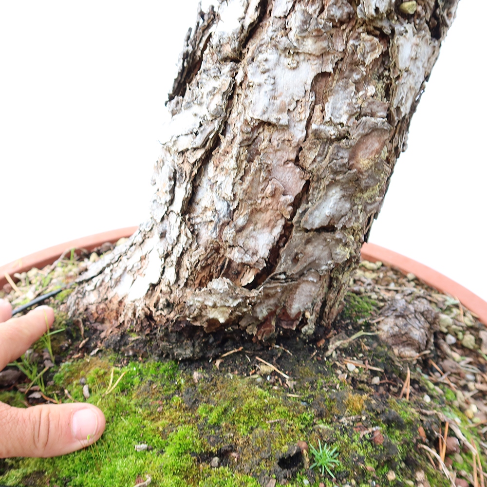Pinus sylvestris Spanje - grove den