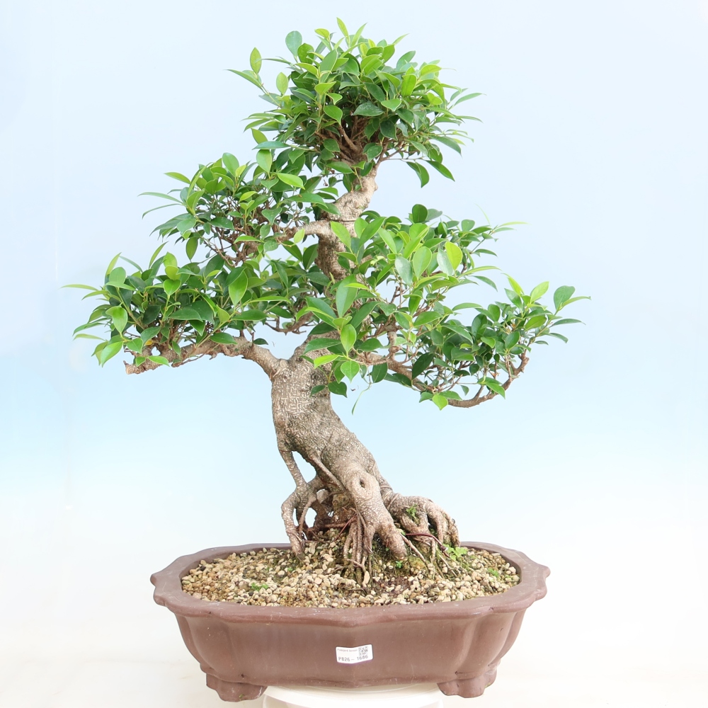 Kamerbonsai - Ficus kimmen - kleinbladige ficus