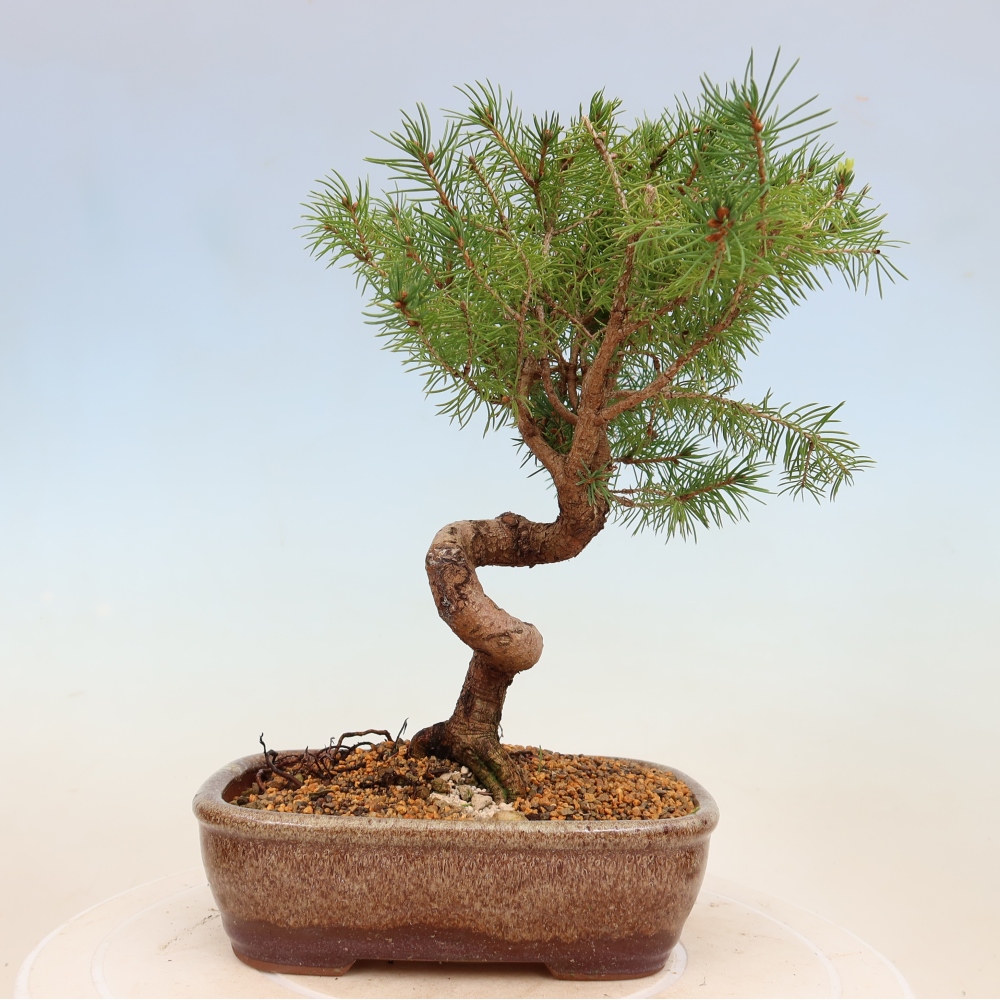 Bonsai voor buiten - Gewone spar - Picea glauca bol
