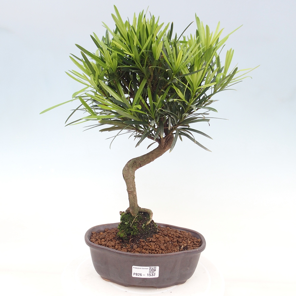 Kamerbonsai - Podocarpus - Taxus