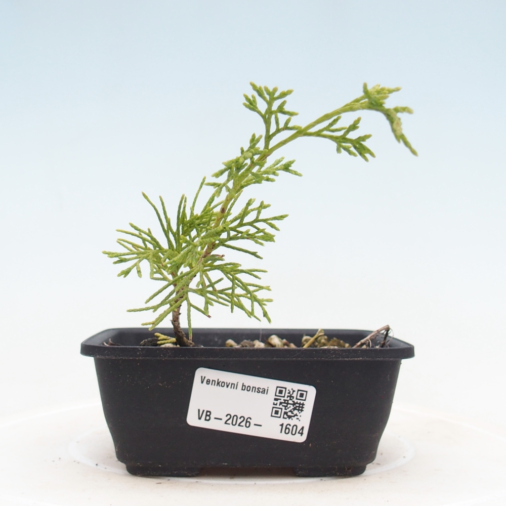 Bonsai voor buiten - Juniperus chinensis Itoigawa