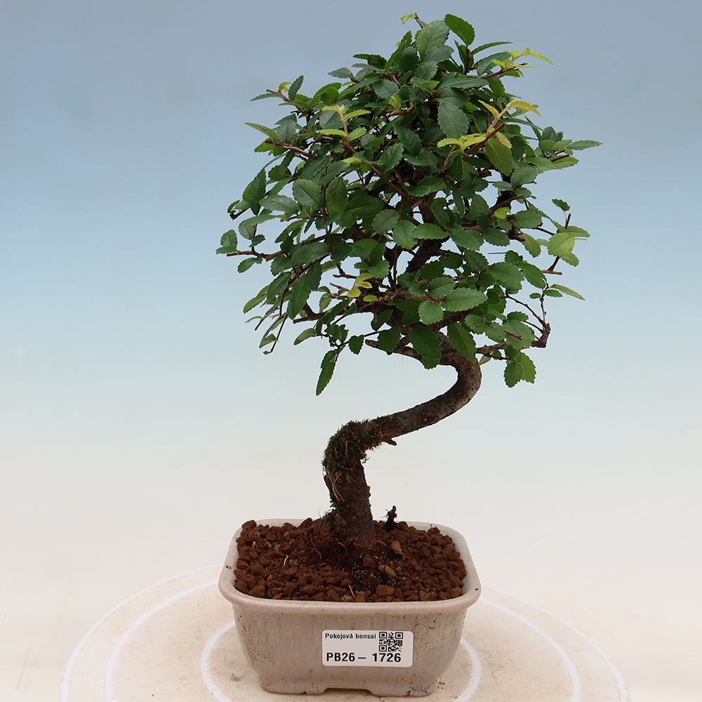 Kamerbonsai - Ulmus parvifolia - Winteriep