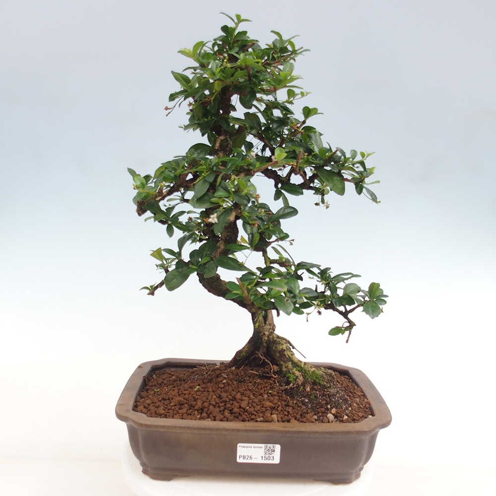 Kamerbonsai - Carmona macrophylla - Thee fuki