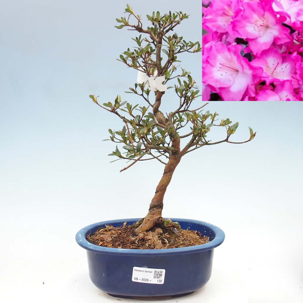 Bonsai voor buiten - Japanse Azalea - Azalea Mio