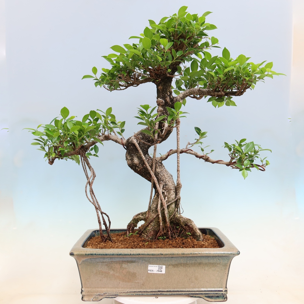 Kamerbonsai - Ficus kimmen - kleinbladige ficus