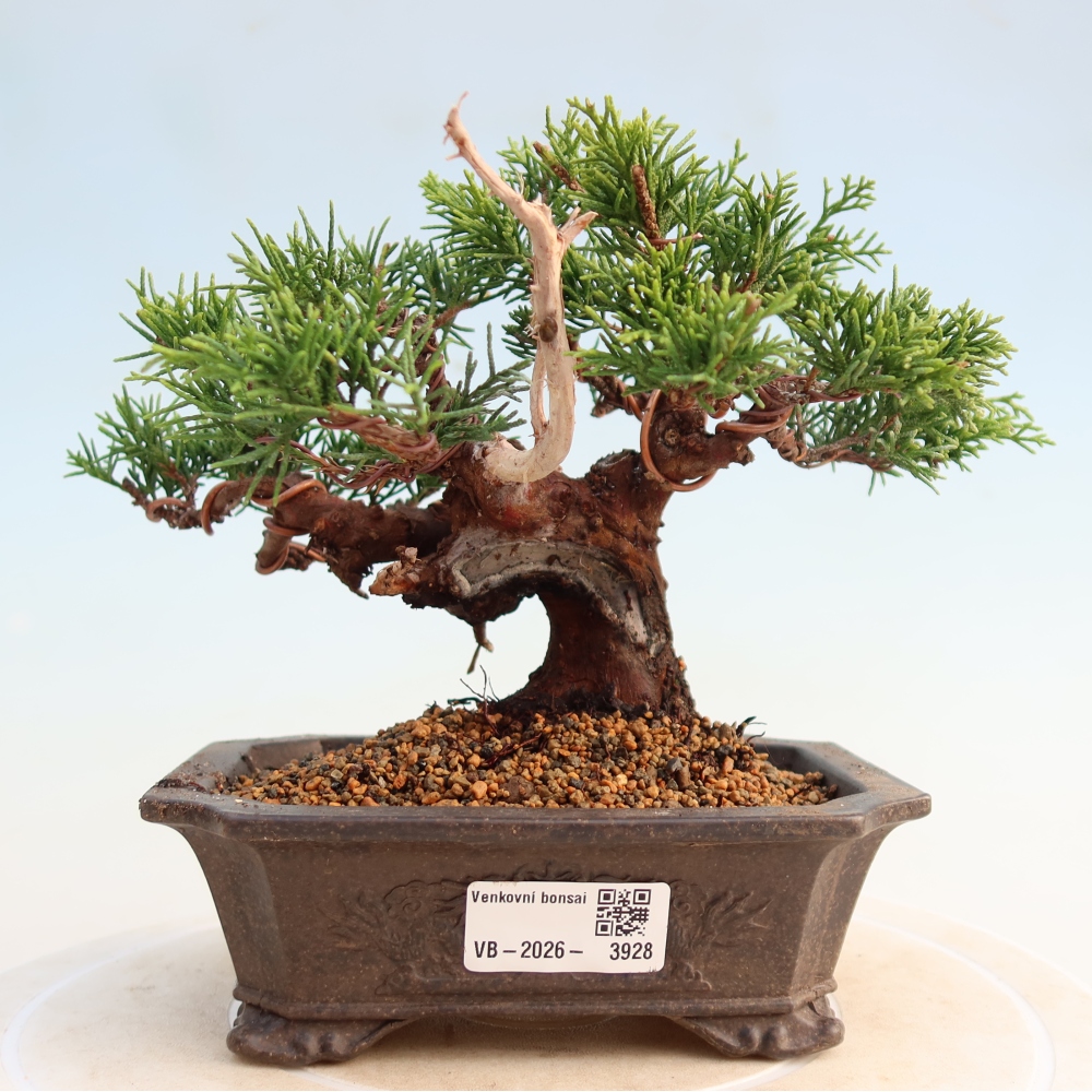 Bonsai voor buiten - Juniperus chinensis Itoigawa
