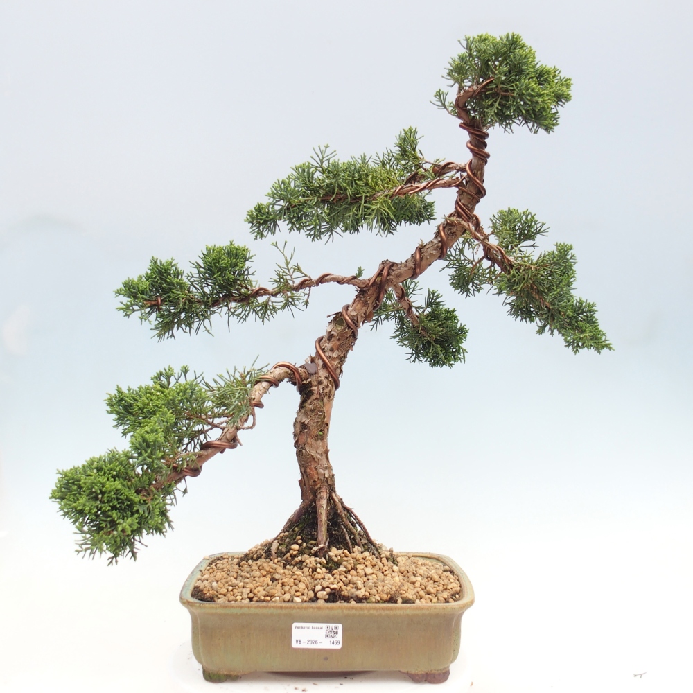 Bonsai voor buiten - Juniperus chinensis Kishu