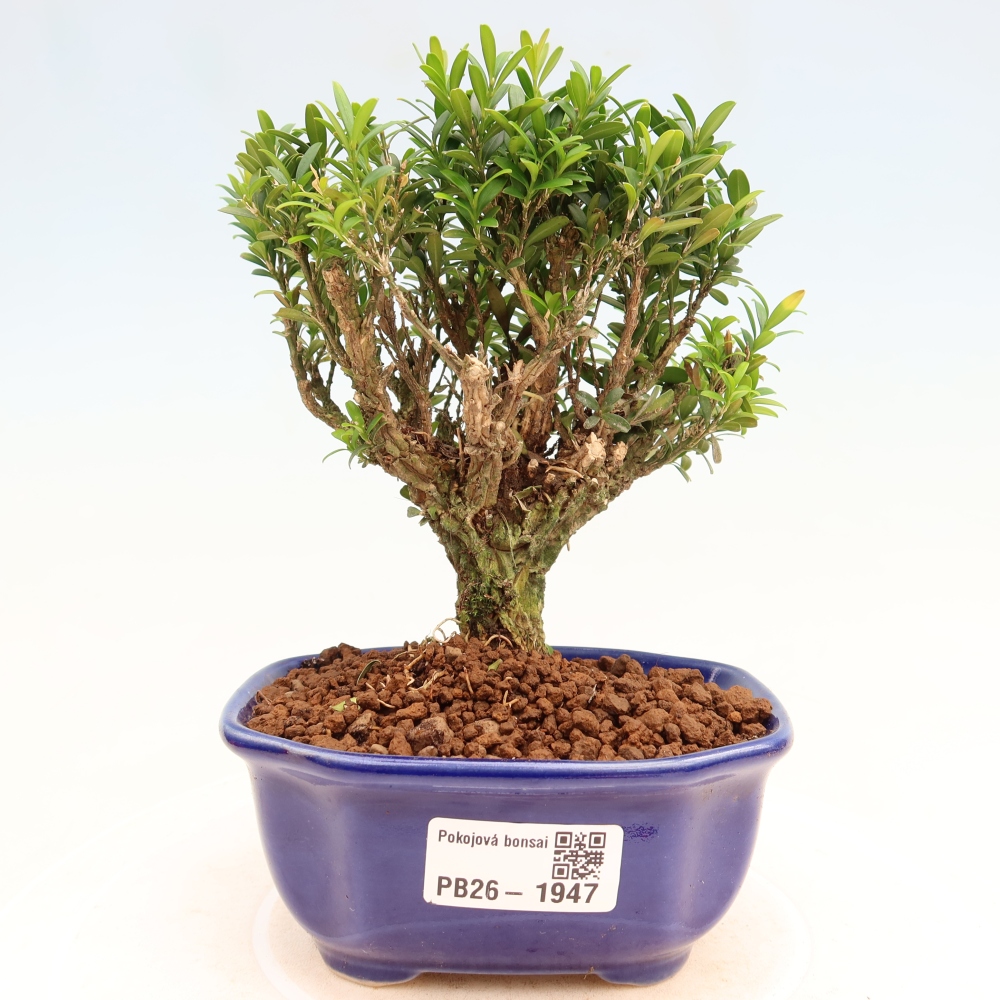 Kamerbonsai - Buxus harlandii - kurk buxus