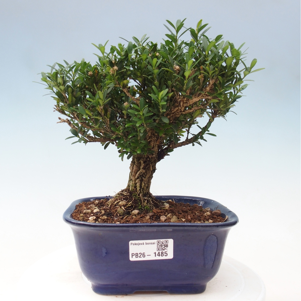 Kamerbonsai - Buxus harlandii - kurk buxus