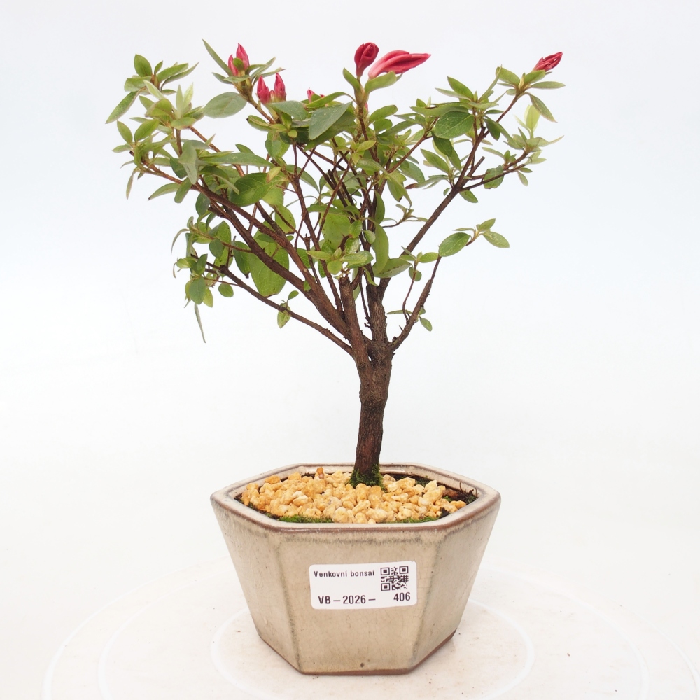 Bonsai voor buiten - Japanse azalea - Azalea sp.