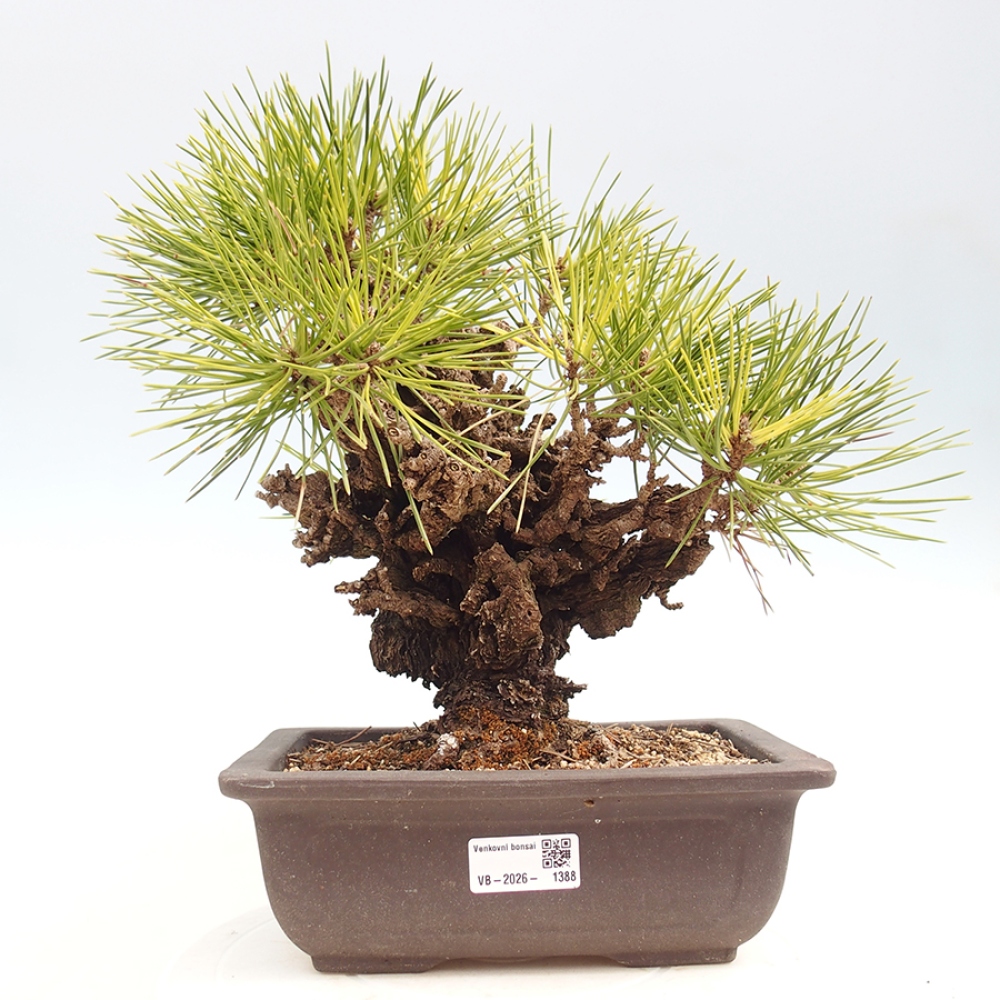 Bonsai voor buiten - Pinus thunbergii - Thunberg den